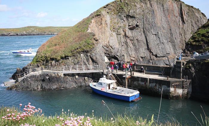 Daily ferry boat to land on Ramsey Island RSPB Nature Reserve.  Dramatic scenery, Choughs and Peregrine falcons.  Seabird colonies on the high cliffs